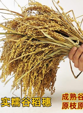 贵州枣红壳香禾糯高杆糯稻谷干稻穗花园艺复古舞台店装饰表演道具