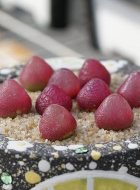 【4.15店庆优惠活动】216~220景植多肉小红嘴1380b风铃毛汉尼阳台