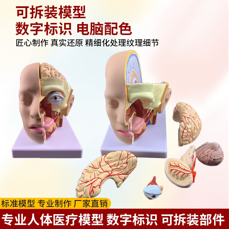 彷真人体头部解剖模型脑颅结构组织E口腔鼻咽喉脑动脉血管医学教