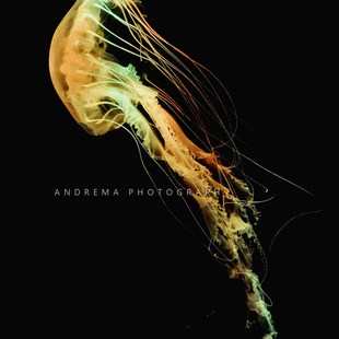 大西洋海刺水母耐高温水母18-32度都活耐活水母好养水母宠物水母