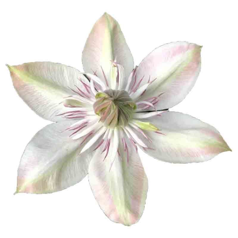 昼天使3类F系列耐热铁线莲盆栽爬藤植物大苗耐热重瓣大花藤本花卉,鲜花速递/花卉仿真/绿植园艺,绣球/木绣球/木本植物,淘宝优惠券,粉丝福利购,淘宝优惠卷