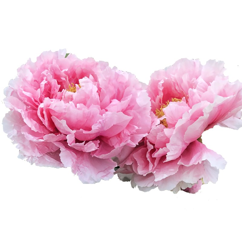 牡丹花苗盆栽大苗洛阳正宗带花苞牡丹花种缠枝重瓣花卉牡丹花树苗