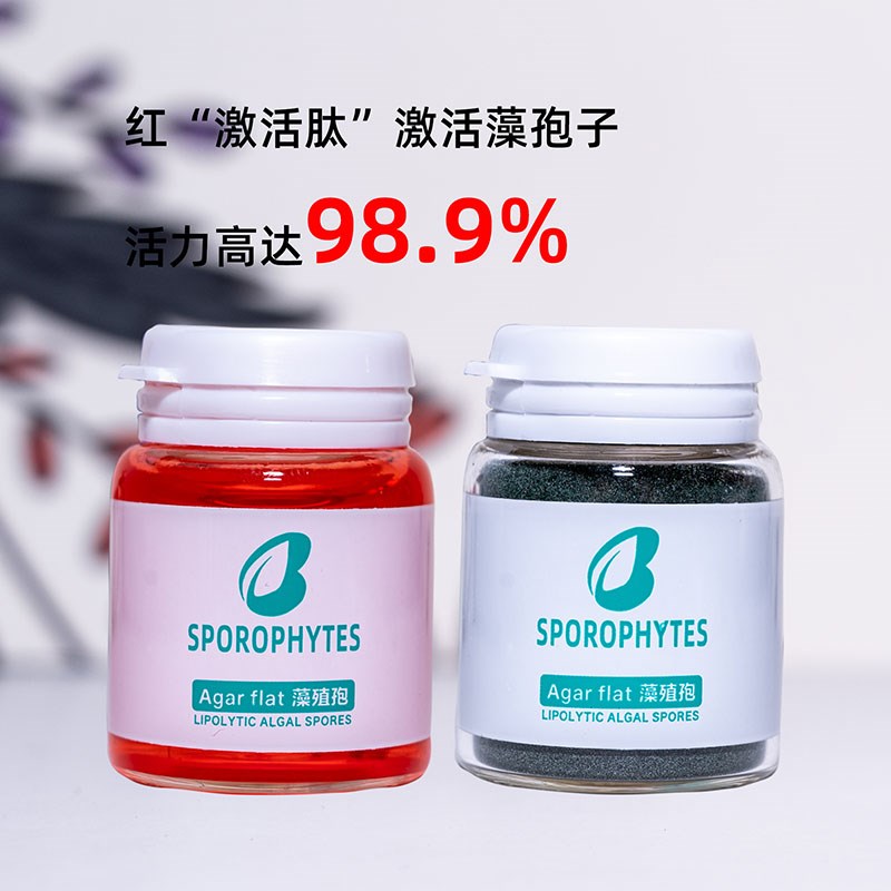 长绒藻种绿藻种绿地毯水池水族箱绿苔藻绿毛藻绿绒淡水短绒藻水