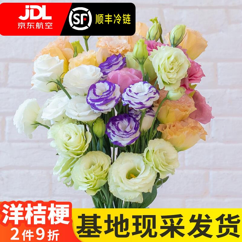 洋桔梗鲜花插花云南昆明直发家庭水养真混色鲜切小花束手捧花百搭