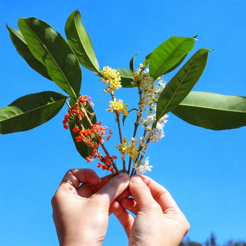 桂花盆景金桂盆栽丹桂绿植四季桂树苗日香桂嫁接沉香桂花带八月花