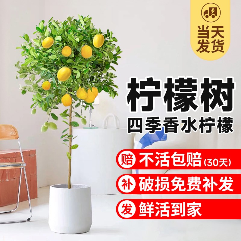 香水柠檬树苗盆栽带果可食用客厅绿植大型植物室内阳台四季花卉