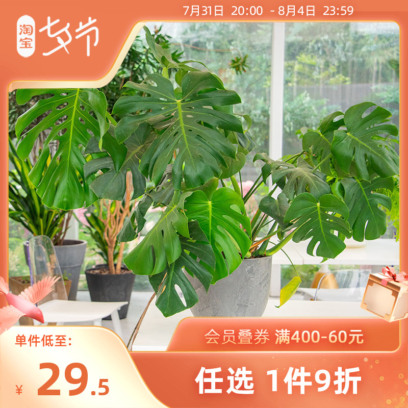 海蒂的花园龟背竹水培琴叶榕客厅卧室观叶绿植盆栽花卉植物室内花