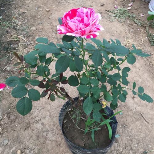 庭院阳台盆栽花卉 节日礼花 月季花苗 玫瑰花苗 带花苞带花发货