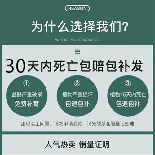 四季君子兰盆栽带花苞小苗花卉植物室内易活绿植水培好养多肉大全