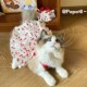 猫咪狗狗会呼吸吊带裙宠物春夏棉纱衣服甜美红樱桃蛋糕裙泰迪布偶