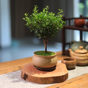小叶赤楠盆景桌面盆栽办公室绿植书房茶室禅意植物好养四季常青