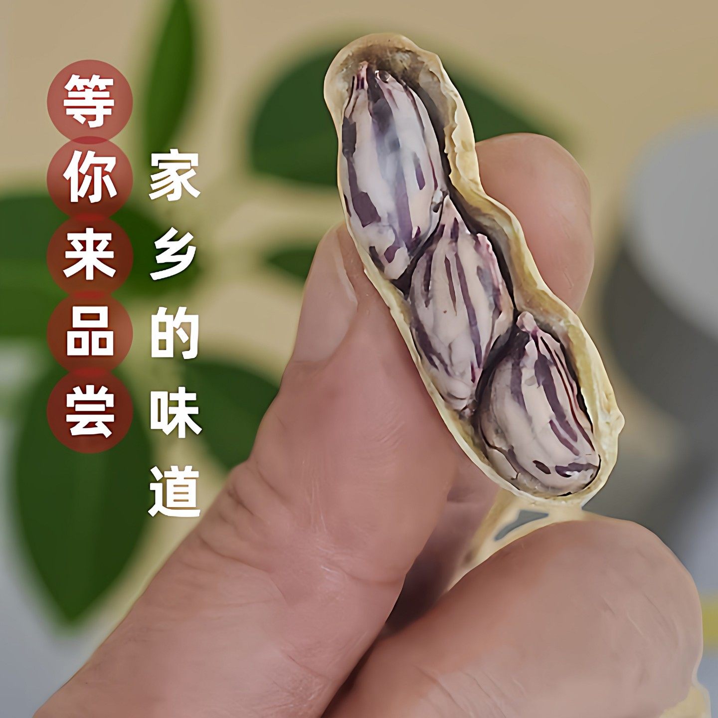 龙岩湿烤七彩花生带壳熟新鲜福建特产休闲小零食咸香酥脆五彩花生,零食/坚果/特产,花生,淘宝优惠券,粉丝福利购,淘宝优惠卷