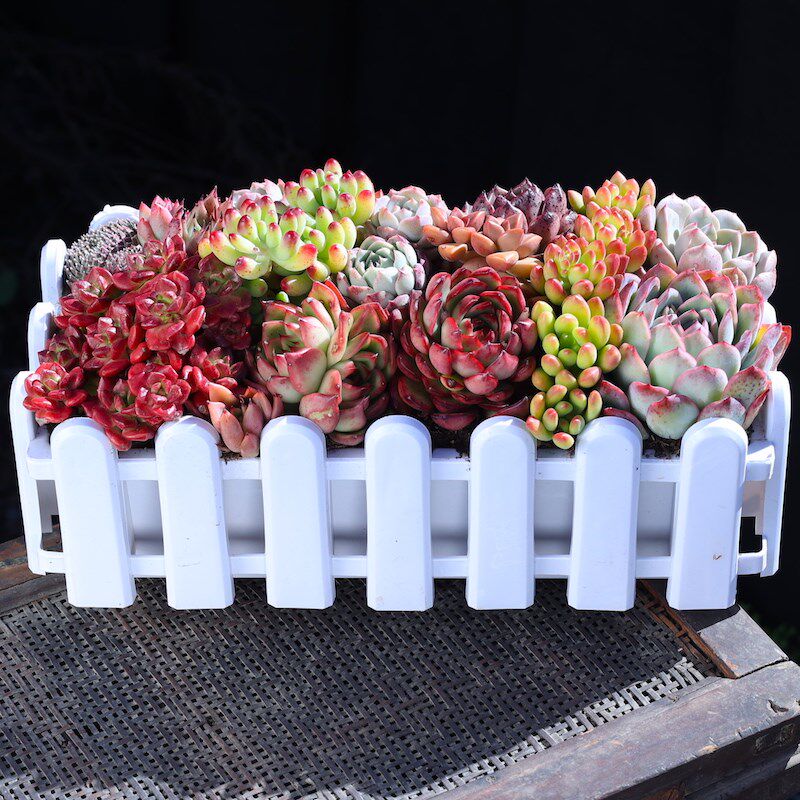 大号栅栏组合多肉植物组合盆栽室内小盆栽新手大颗好养肉肉植物