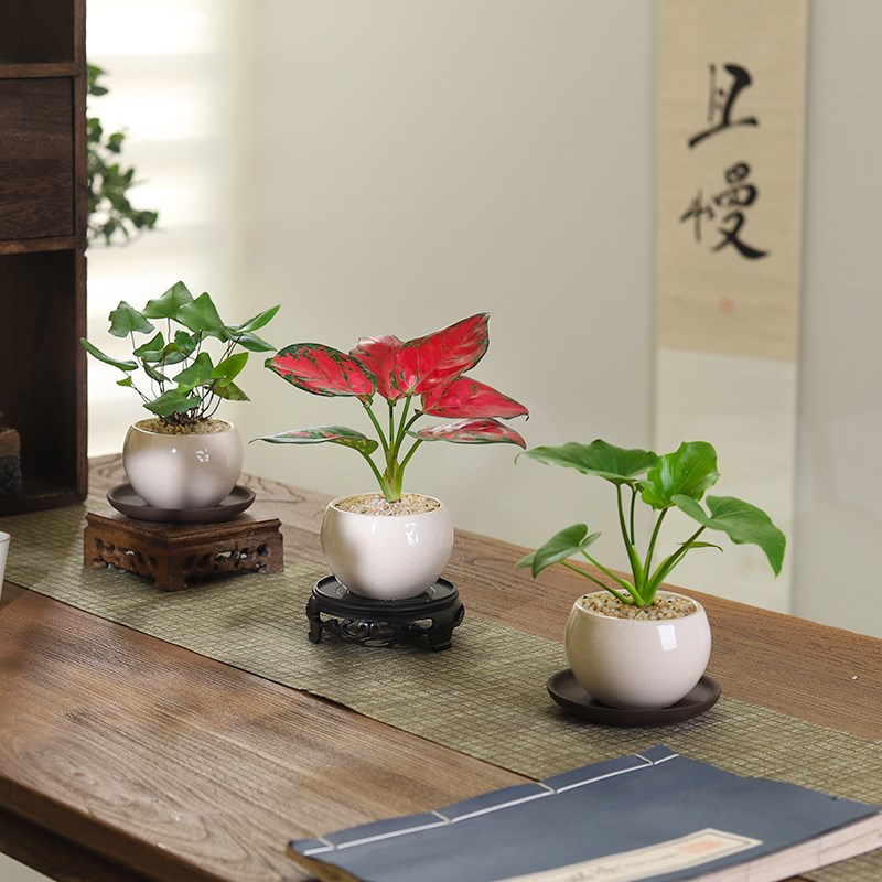 春羽蔓绿绒吉利红盆栽室内植物客厅好养花卉绿植净化空气四季常青