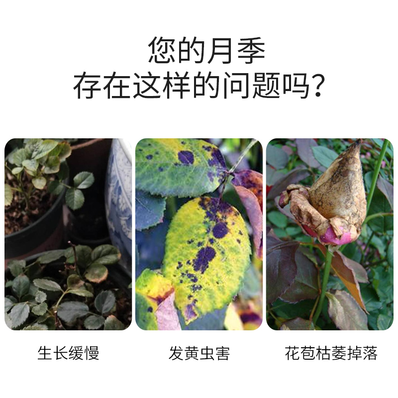 月季花肥料有机肥复合肥爬藤月季专用肥缓释肥蔷薇玫瑰磷钾肥花肥