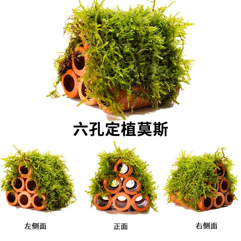 孔雀鱼幼鱼躲避屋鱼缸造景小摆件观赏鱼虾鱼苗水草躲藏陶罐装饰品