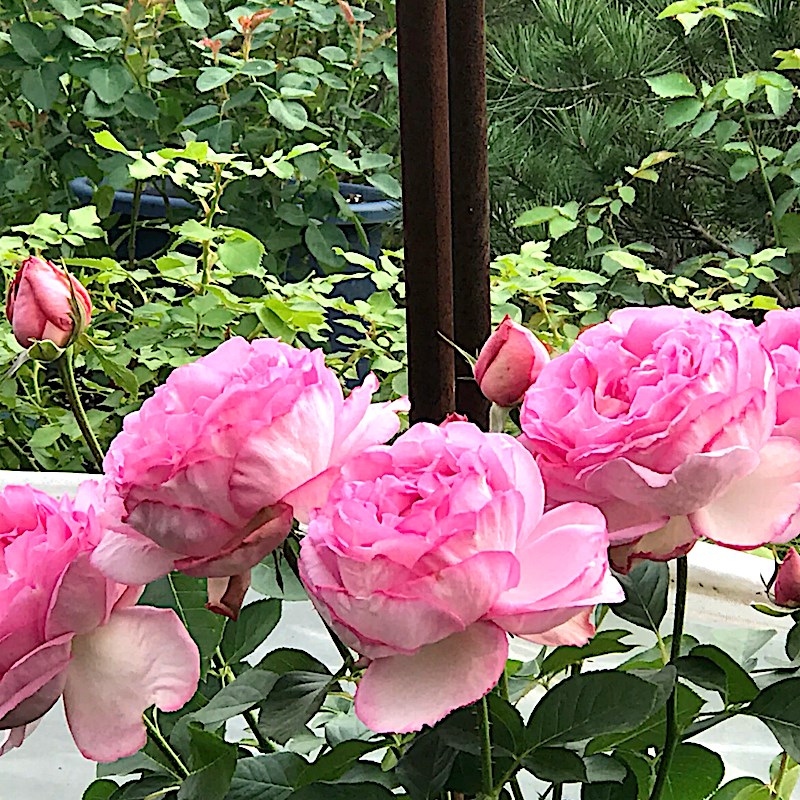 伊芙砂糖艺术阳台盆栽庭院地栽花卉勤花抗病馥郁玫瑰香分枝性好