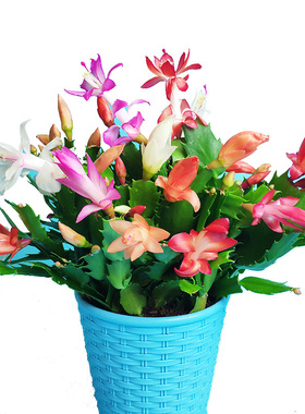 蟹爪兰盆栽多色室内花卉植物室内开花蟹爪莲蟹角抓盆栽