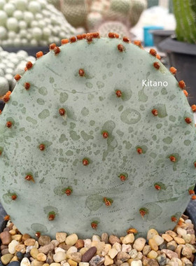 圣丽塔 稀缺品种开花紫色仙人掌多肉植物阳台庭院大型花卉小盆栽