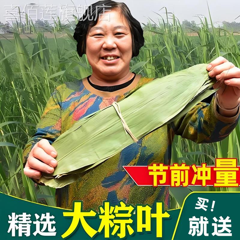 粽子叶粽叶干大号棕叶新鲜包粽子竹叶子干粽叶商用箬叶材料旗舰店