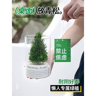 放松桌面绿植摆件办公解TTM压盆栽工位情绪青定植物家稳居乔室迁