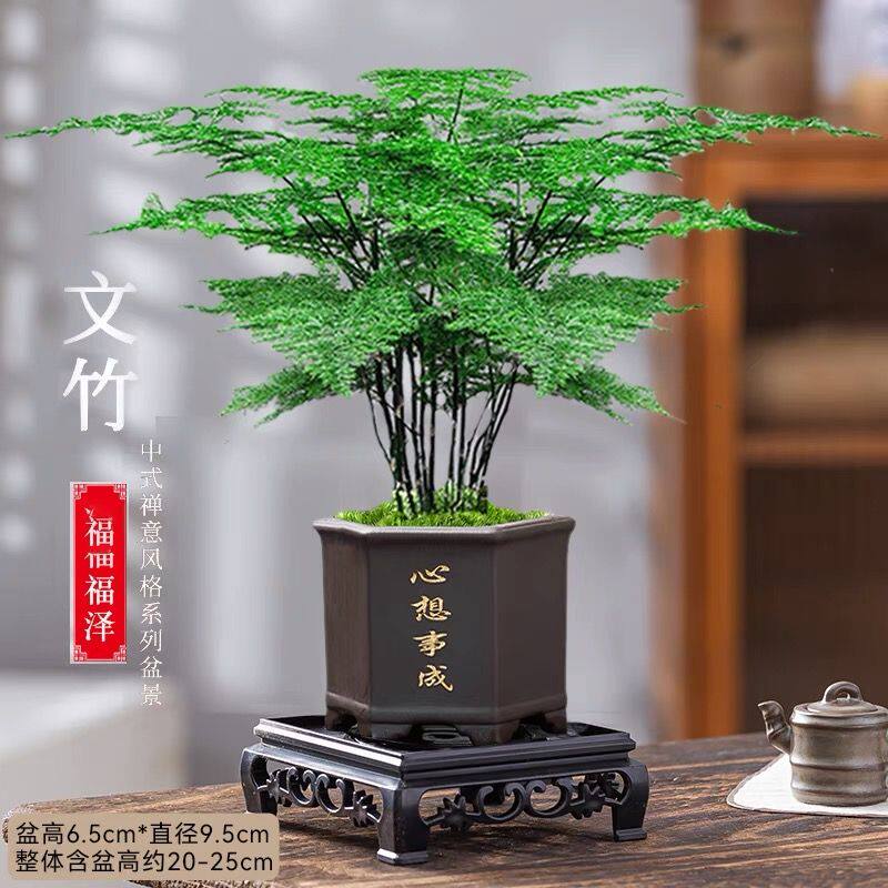 文竹盆栽绿植净化植物室内客厅盆桌面绿植
