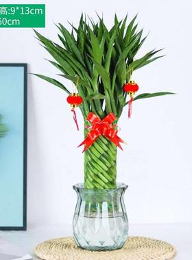 带根招财竹水养内贵竹好厅养植物室客水培转运竹开运AEJ竹净化空