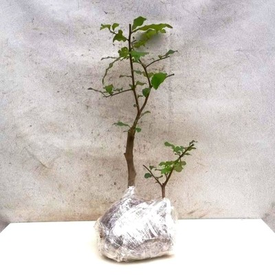 四川金弹子母桩熟桩重庆练手桩庭院老桩阳台挂果盆景树桩植物素材
