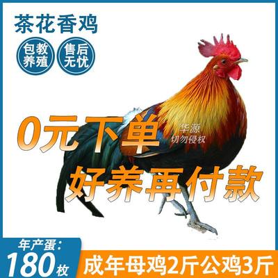 半斤茶花鸡苗正宗二代原鸡散养土鸡五颜六色观赏鸡纯种鹊山鸡小鸡