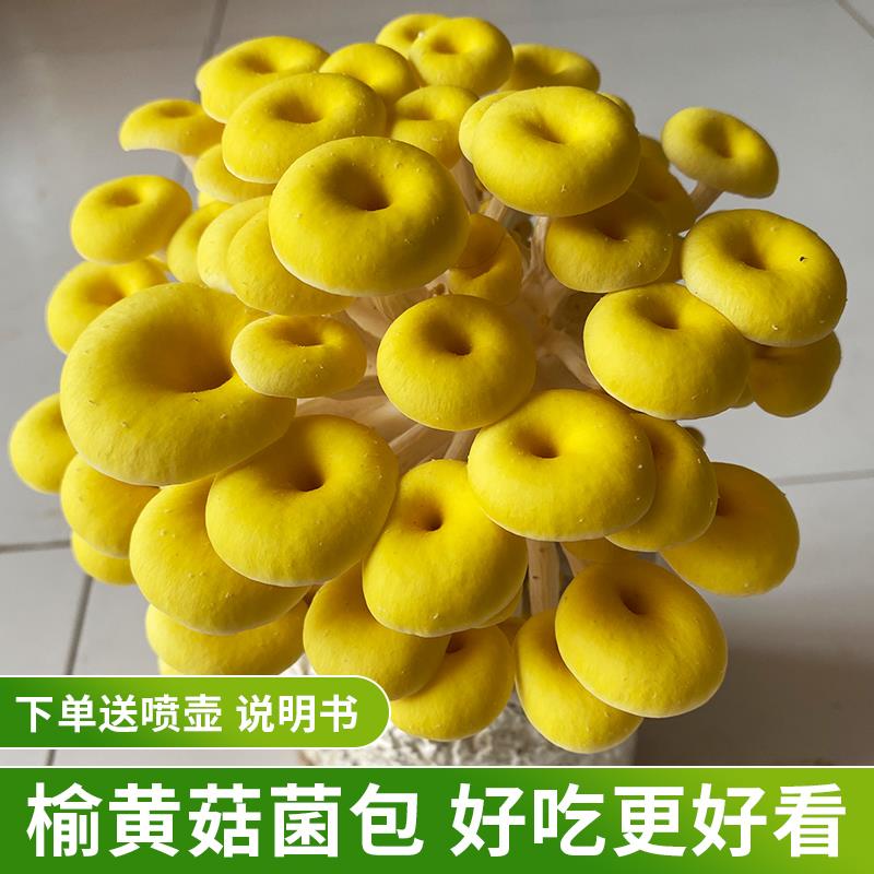 榆黄菇菌包蘑菇种植包蘑菇菌包菌菇种植包家庭种植蘑菇菌种食用菌
