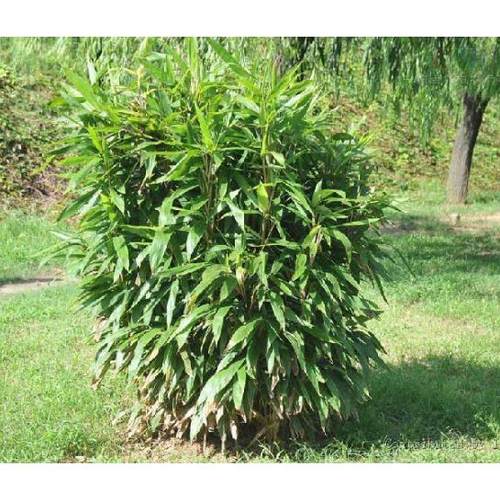 箬竹苗箬竹根 粽叶竹子 叶片宽大 好成活竹苗庭院小区竹苗