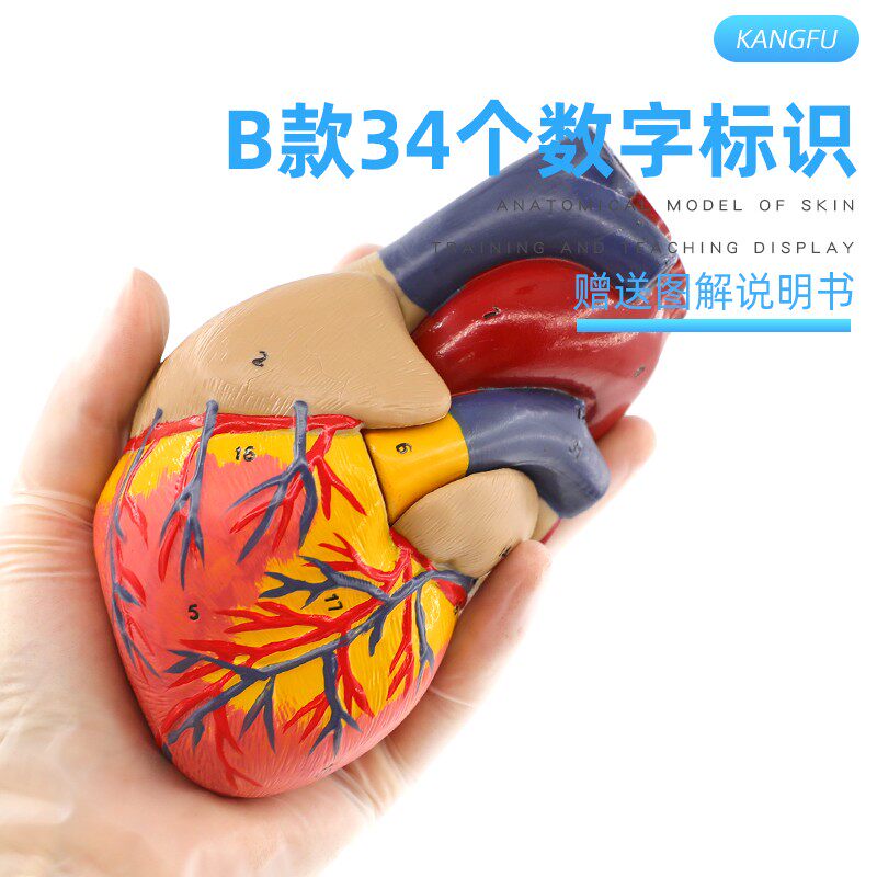 1:1人体心脏解剖模型 B超彩超可拆卸自然大心脏医Z学教学模型