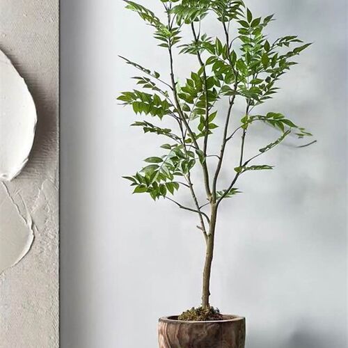 侘寂风绿植落地花器整挖实木桶民宿茶室造景植物装饰品摆件大花瓶