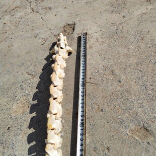 诸葛渊脊骨剑骨架创造作山羊脊椎骨一套完整制作收藏摆件拼装练习