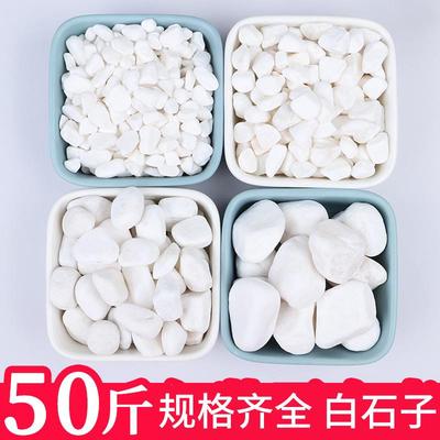 白石子白色鹅卵石铺地园林庭院铺路造景枯山水天然原石鱼缸小石头