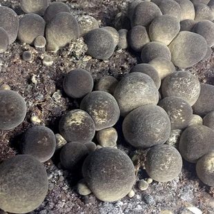 草菇食用菌种棒菌包阳台蘑菇菌包办公室在家趣味种植兰花菇包邮