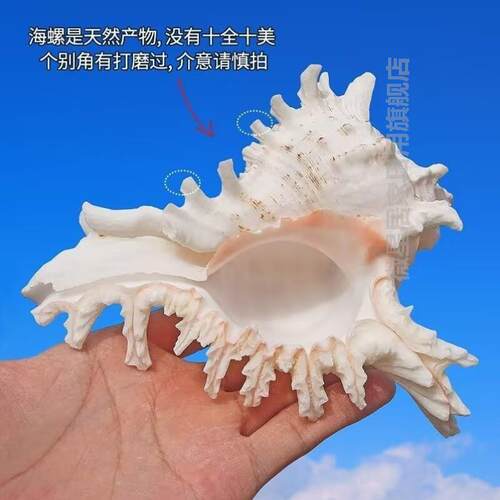海螺特大号天然超大海螺贝壳千手螺海星鱼缸造景居家整体橱柜摆件