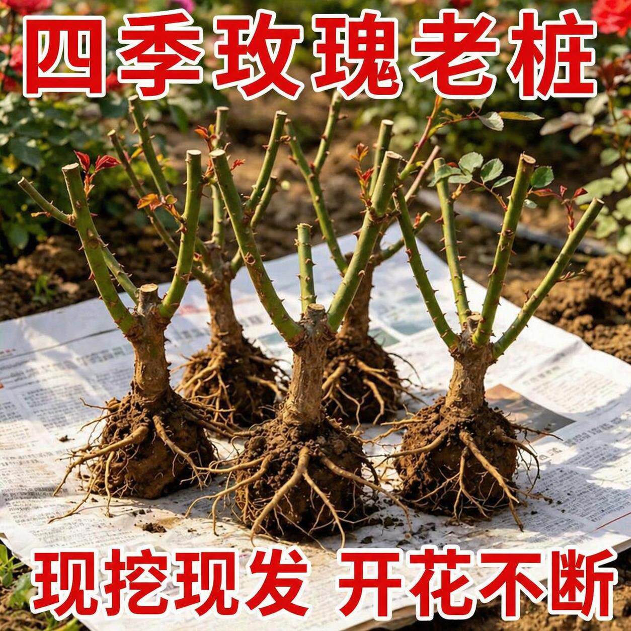 玫瑰花苗老桩四季常开花卉室内阳台盆栽大花月季大花耐寒树苗浓香