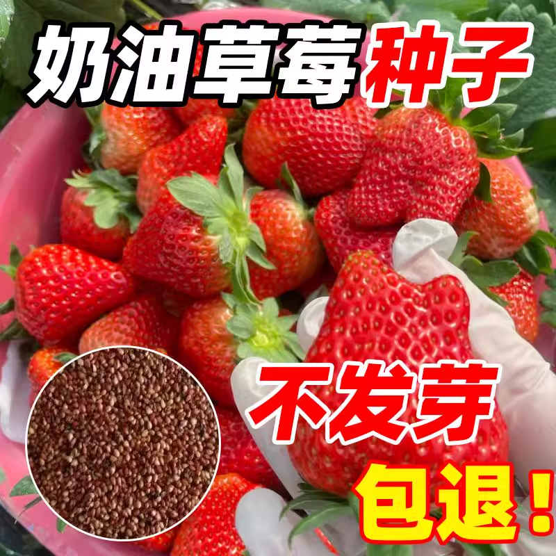 草莓种子四季奶油草莓籽好养活易爆盆家庭播种阳台盆栽庭院室内外