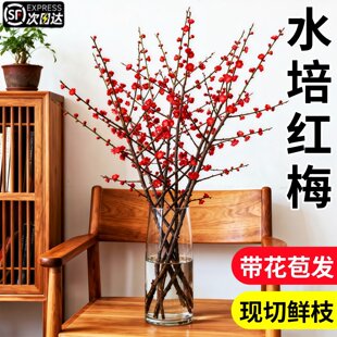 红梅干枝水培鲜枝腊梅枝条室内植物好养冬季耐寒耐冻梅花精品花卉