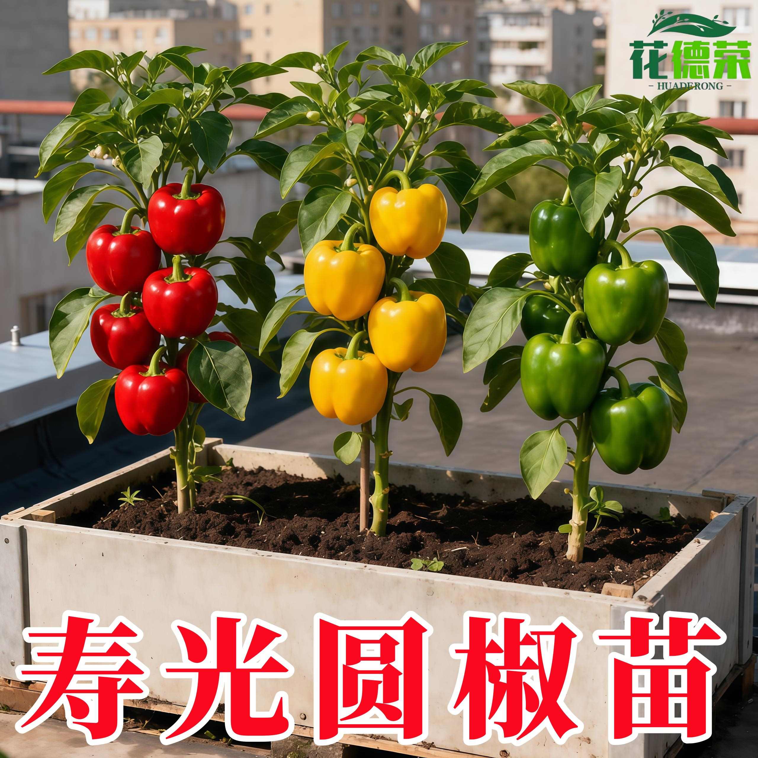 高产圆椒菜椒苗辣椒苗秧苗青椒太空椒方椒种籽灯笼椒秧子阳台种植