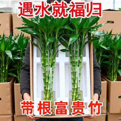 富贵竹水培绿植物水养发财竹带根室内盆栽观音竹招财转运竹发财竹