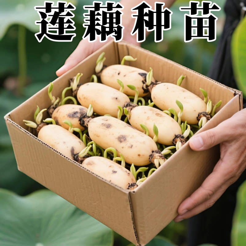 洪湖粉莲藕苗新鲜莲藕种苗湖北煲汤粉藕种苗藕秧子洪湖藕苗粉藕苗