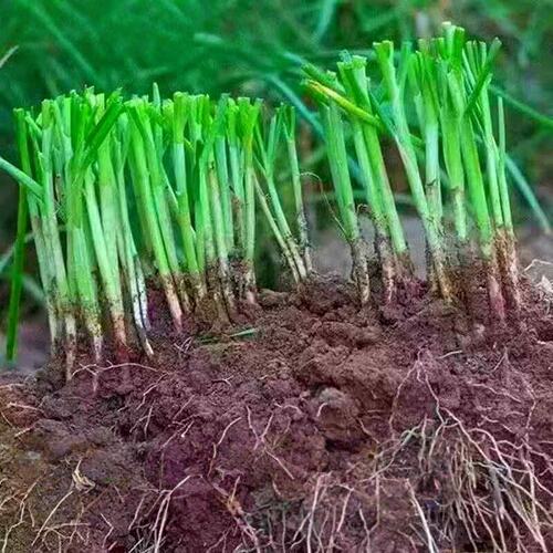 韭菜根苗紫红根宽叶大小叶耐寒四季现挖农家种植本地新老品种