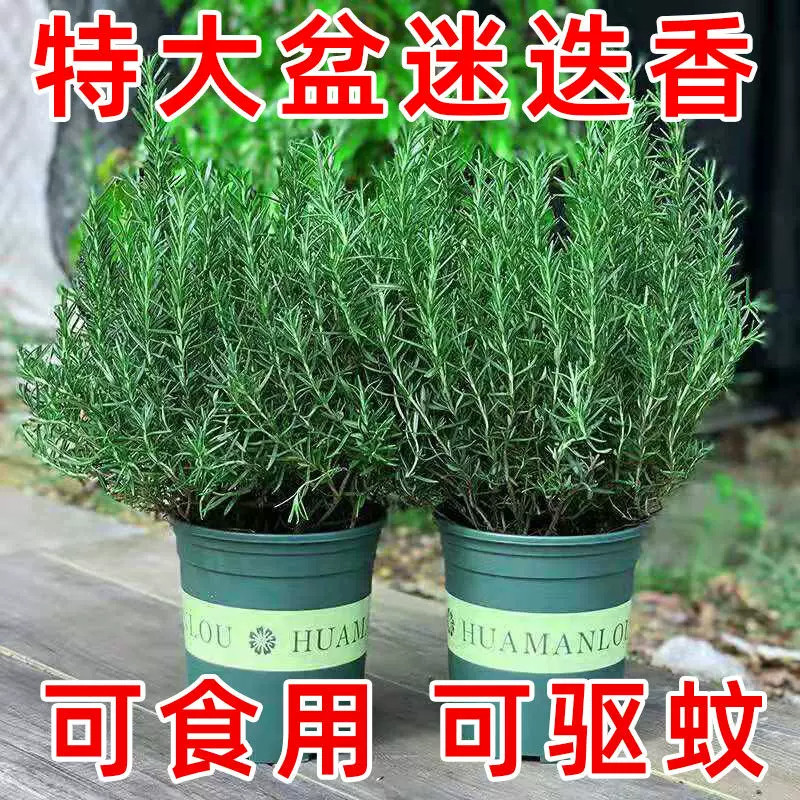 大盆迷迭香盆栽可食用煎牛排用百里香薄荷叶紫苏新鲜香草植物香料