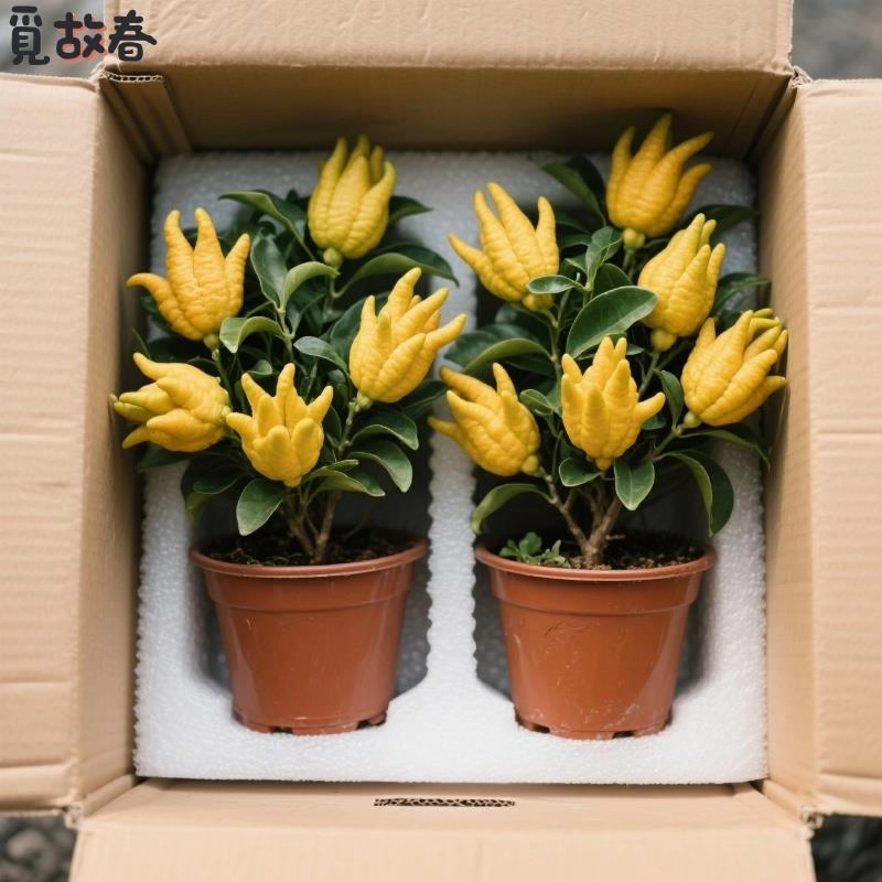 佛手树苗盆栽阳台庭院带果金华佛手柑盆景老桩植物花卉绿植好养活