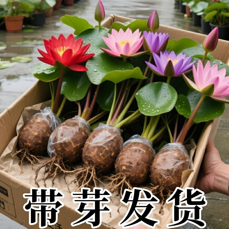 睡莲根块水培花卉池塘小河水缸夏季开花室外盆栽易种水养花卉植物