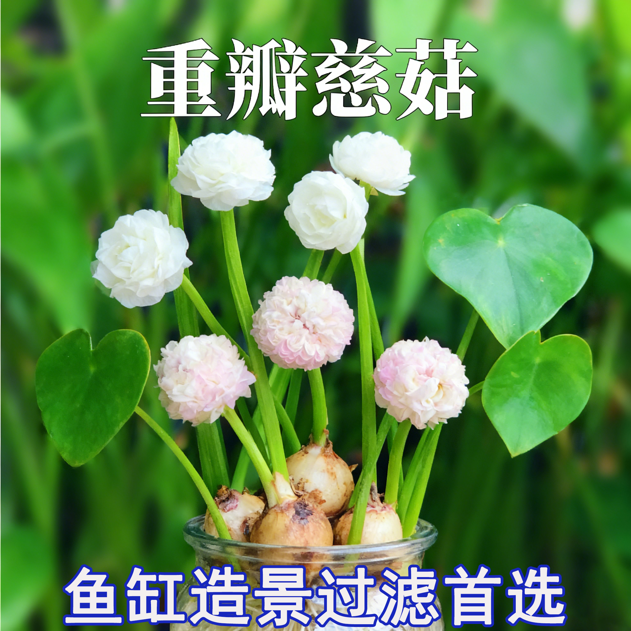 懒人净化鱼缸茨菇种球慈菇水培水生室内四季植物燕尾慈菇池塘水草