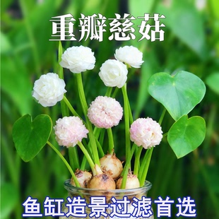 懒人净化鱼缸茨菇种球慈菇水培水生室内四季植物燕尾慈菇池塘水草