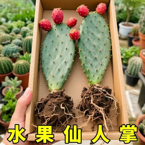 水果仙人掌当年结果食用型宝塔红果种植黄大刺米邦塔仙人掌火龙果